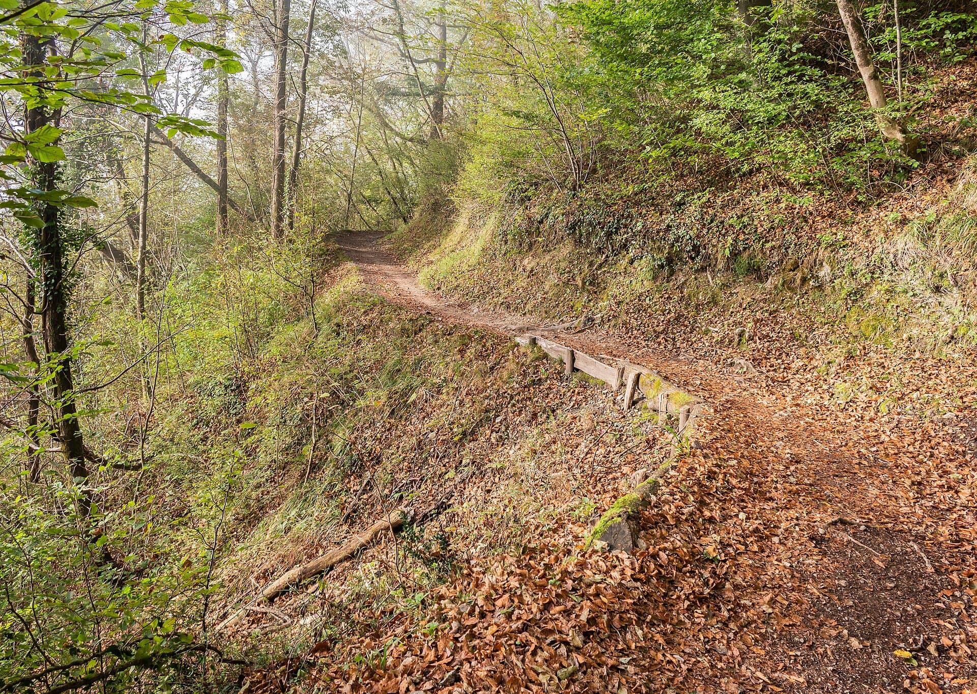 A narrow hiking path through green woodland near Tolmin, Slovenia.