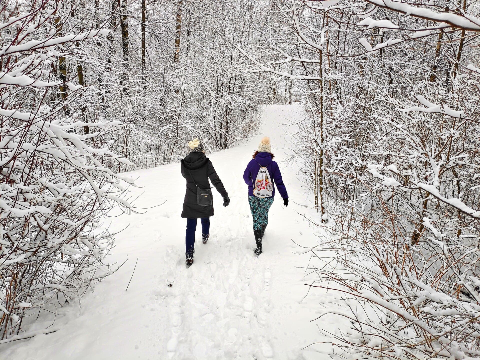 Winter walk in forest in Radzionków, Poland. Snowy day in Radzionków Botanical Garden.