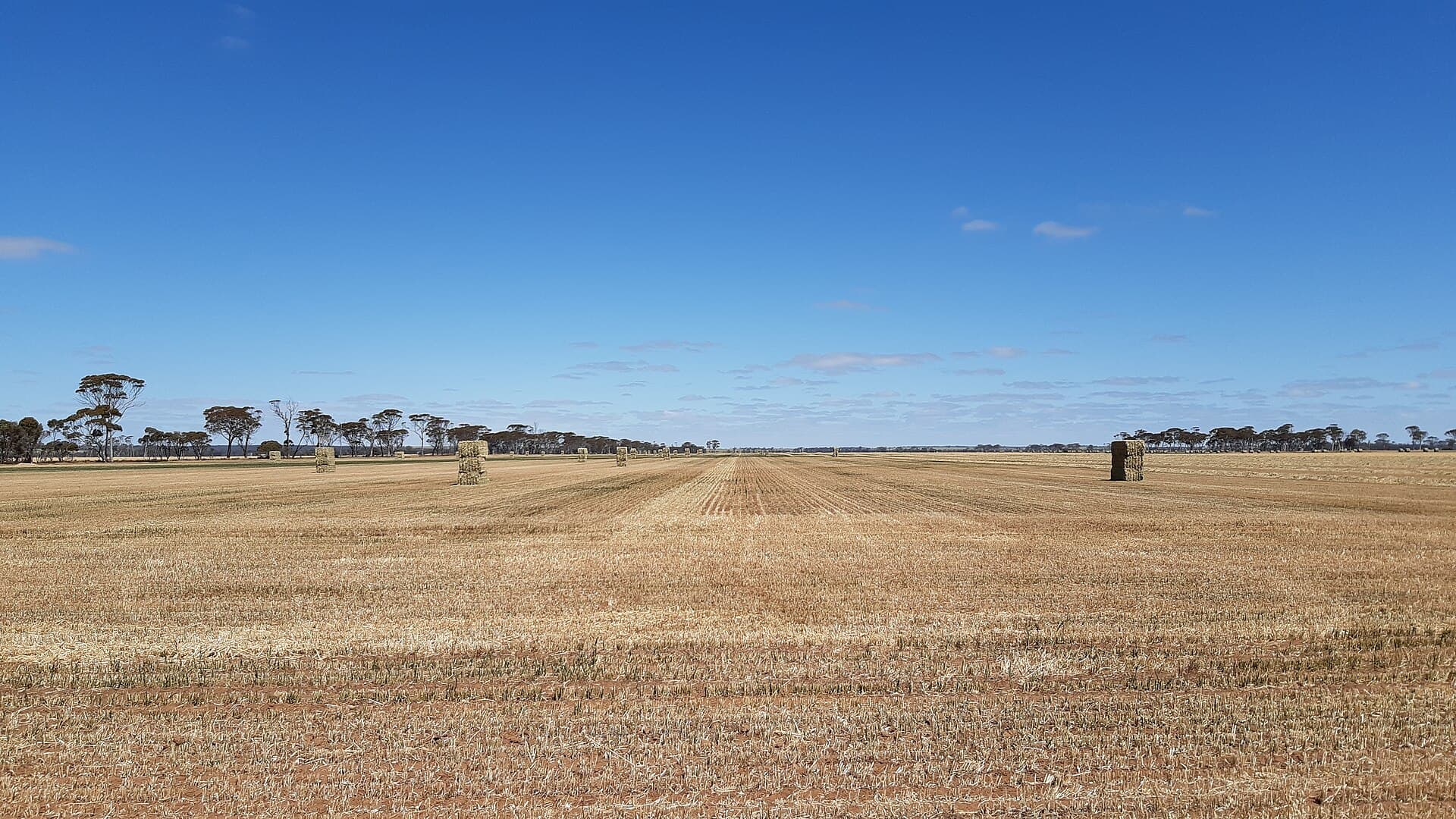Harvested wheat fields east of Kulin, Western Australia, under a wide sky.